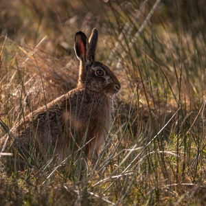 Redwell   05 03 2020   D500   Les 3.jpg